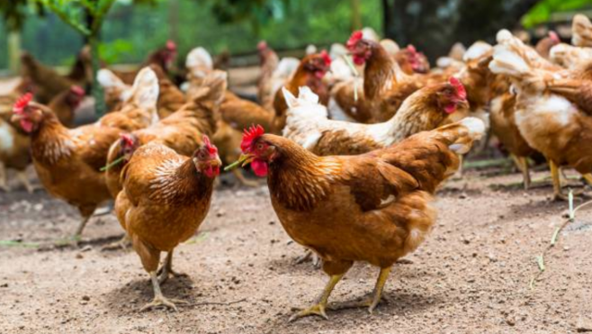 6000 poulets retrouvés morts aux Moëres, suspicion de grippe aviaire
