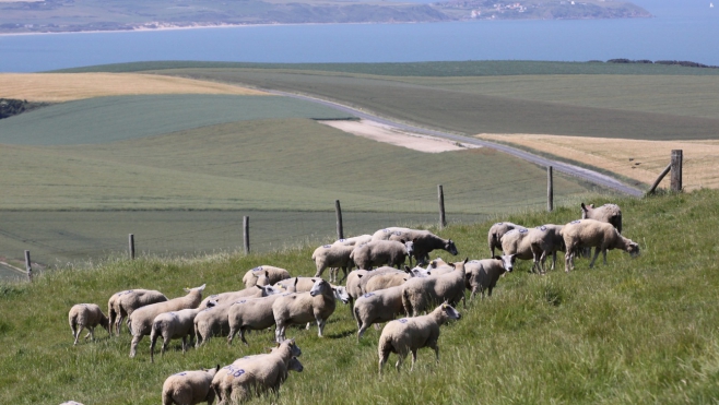 Site des 2 Caps : transhumance de 500 moutons boulonnais ce samedi