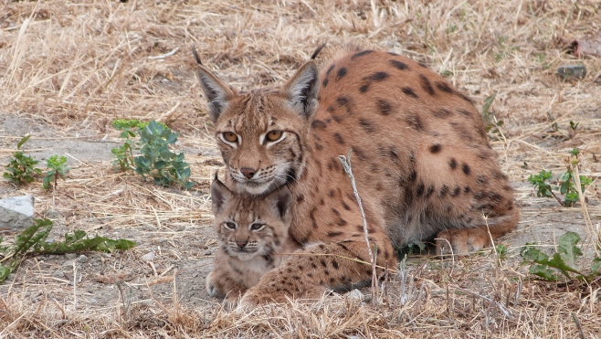 Zoo de Fort-Mardyck : choississez les noms des bébés lynx 