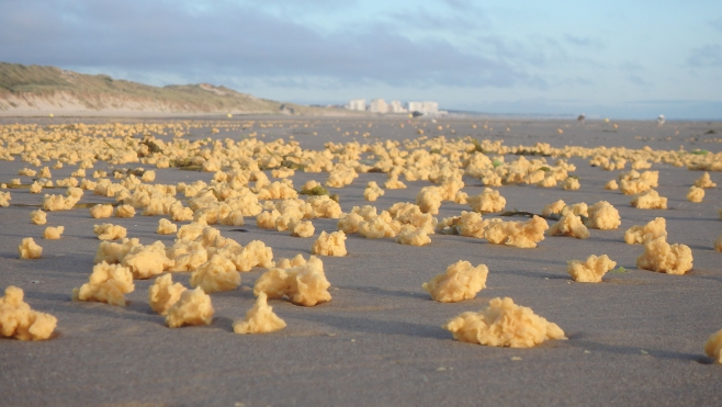Pollution de plage : les boulettes jaunes sont bien de la paraffine 