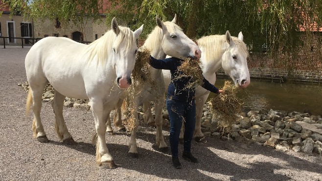 GPS des vacances : découvrez la maison du cheval boulonnais à Samer.