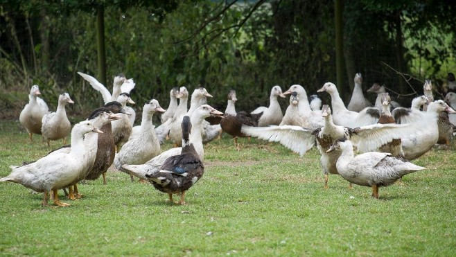 Un nouveau foyer d'influenza aviaire détecté dans le Nord