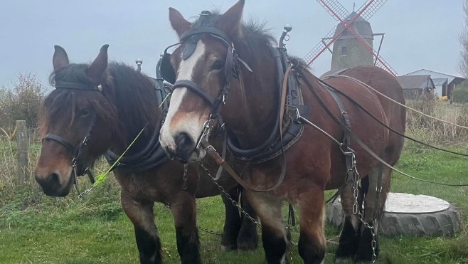 Guemps: une cagnotte pour aider le propriétaire des chevaux qui ont péri dans un incendie