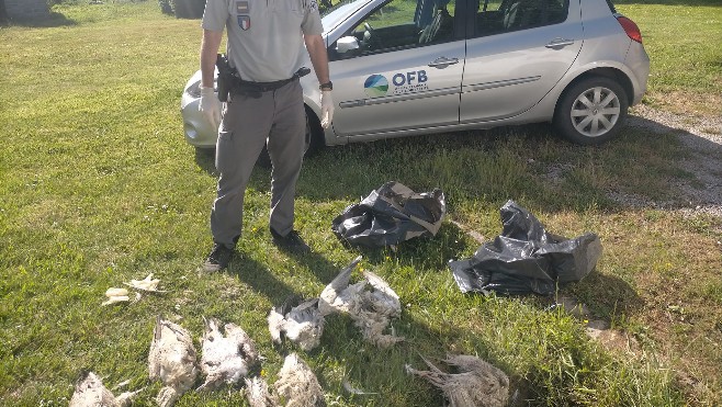 Une trentaine d'oiseaux retrouvés morts sur les plages du boulonnais.