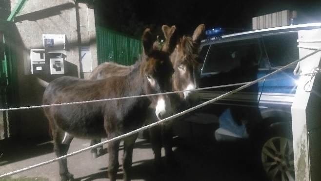Deux ânes récupérés sur l'A16 samedi voir vers minuit.