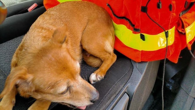 A Boulogne sur mer, deux chiens étaient enfermés dans une voiture en pleine chaleur.