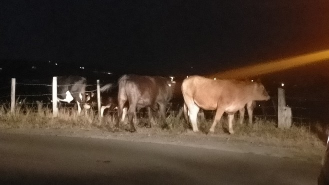 Des vaches en divagation à Wimille