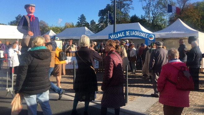 La chicorée à l’honneur sur le marché d’Audruicq 