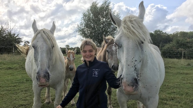 A Samer, 152 chevaux boulonnais disputeront le concours spécial des juments boulonnaises ce week-end.