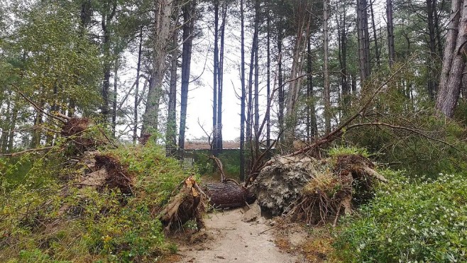 A Saint Quentin en Tourmont, le parc du Marquenterre se remet de la tempête