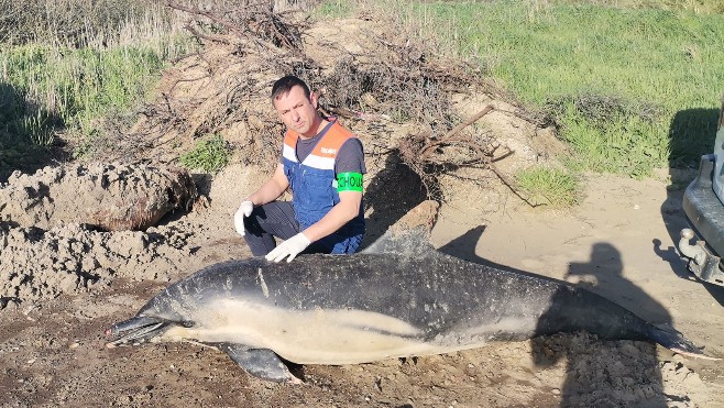 Un dauphin mort découvert sur la plage d'Hardelot