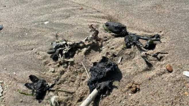 Pollution sur les plages de Dunkerque, Leffrinckoucke et Zuydcoote.