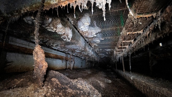 L214 porte plainte et réclame la fermeture de 3 élevages de lapins dans le Nord et le Pas-de-Calais