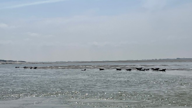 Baie de Somme et d'Authie: les bateaux amenant les touristes voir les phoques vont devoir se plier à quelques règles