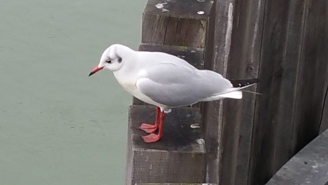 Berck-sur-mer : une mouette rieuse découverte morte de la grippe aviaire sur la plage