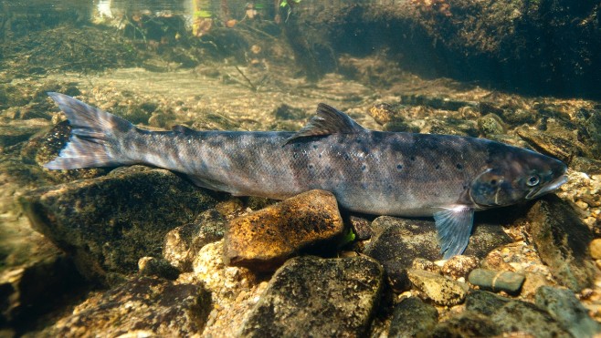 La pêche au saumon interdite en Canche et Authie jusque la fin d'année !