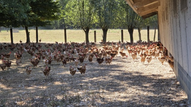50% du poulet consommé en France est importé: la région veut inverser la tendance et séduire les jeunes éleveurs