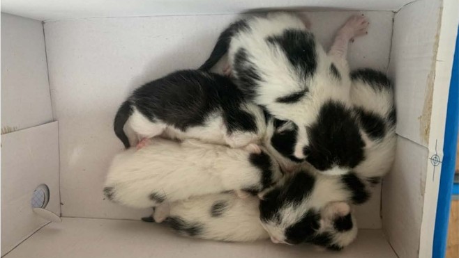 Abbeville : des abandons de chatons à répétition, la ville dénonce une situation inacceptable !