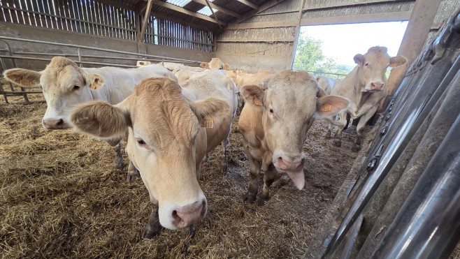 Boulonnais: à l'approche de nouvelles naissances, la fièvre catharrale inquiète toujours les éleveurs