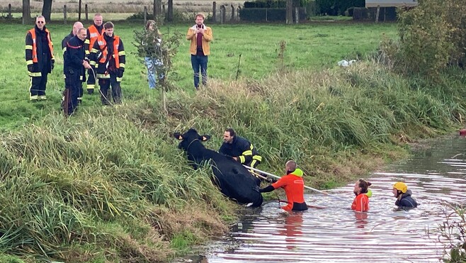 Saint-Folquin : une vache tombée dans un ruisseau secourue !