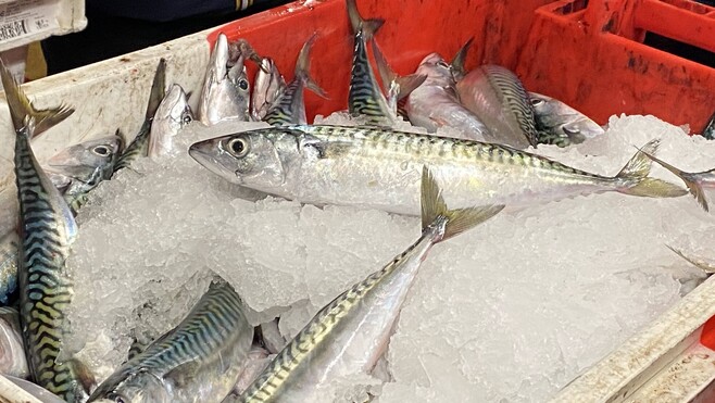 Pêche : les prix du maquereau et de l’églefin s’envolent, une menace pour la salaison boulonnaise !