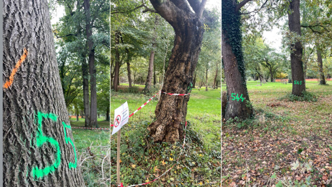 Le Bois Magnier de Berck-sur-mer se refait une santé après la tempête Ciaran