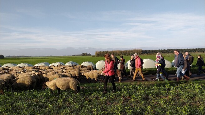 Baie de Somme : les moutons de prés-salés quittent le littoral pour l’hiver