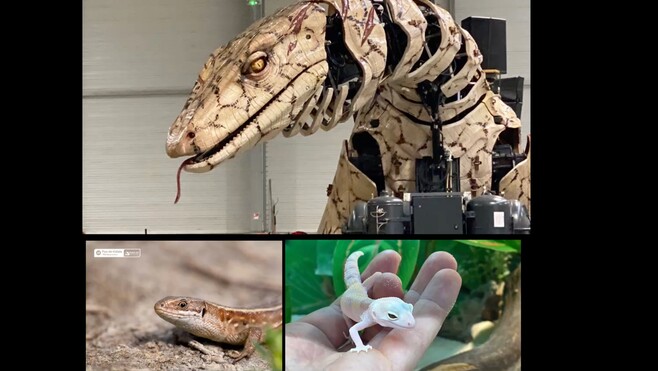 Le Varan de Voyage : que sont les sauriens ? Ces animaux qui investissent la ville de Calais...