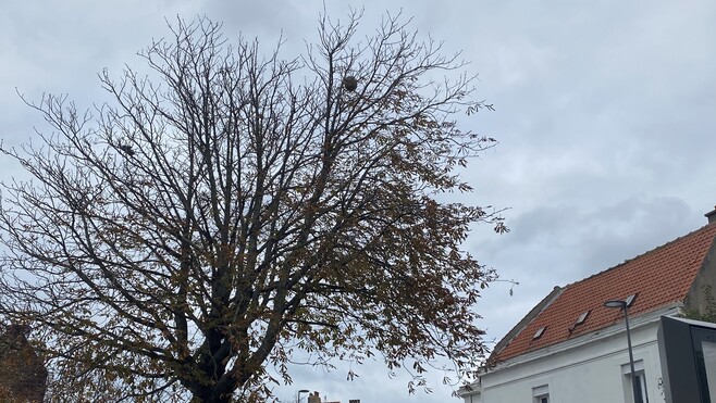 Calais : les feuilles tombent et font apparaitre un nid de frelons asiatiques en pleine ville ! 