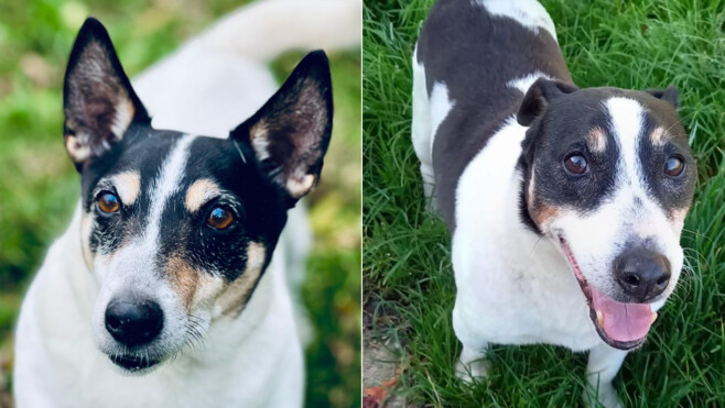 Saint-Aubin : la SPA Canche Authie lance un défi émouvant pour offrir une famille à ses deux doyens avant Noël