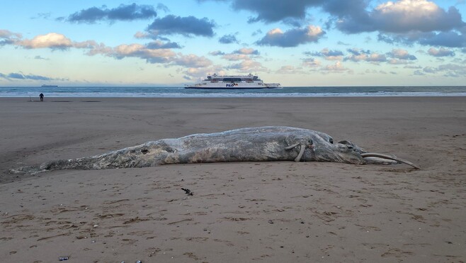 Une dépouille de baleine échouée sur la plage de Calais