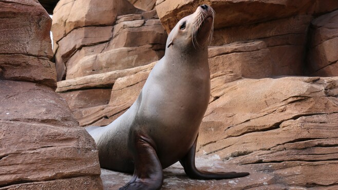 Boulogne-sur-Mer : Fridolin, l’un des plus vieux lions de mer du monde en captivité, est mort à Nausicaá