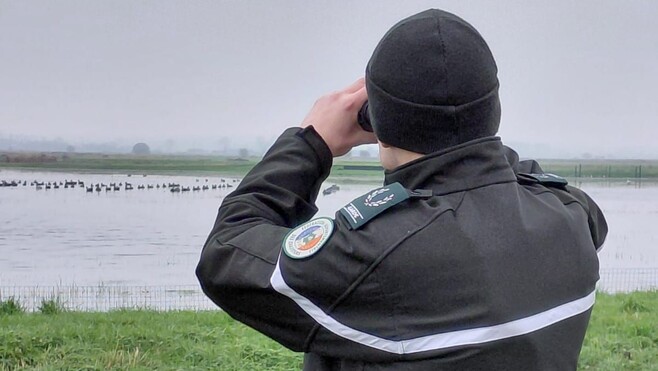 Grippe aviaire : après un foyer détecté à Furnes, zones de protection dans le Nord et le Pas-de-Calais, mesures renforcées pour les éleveurs et les particuliers