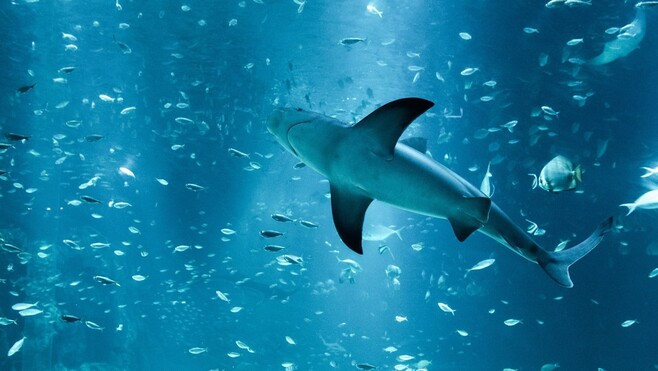 Nausicaá : un soigneur mordu par un requin