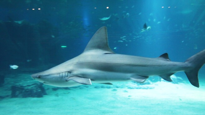 Boulogne: le requin qui a mordu un soigneur de Nausicaà ce week-end est mort