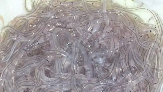 Baie de Somme : les pêcheurs de civelles interdits de mer, la colère monte à Saint-Valery