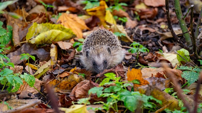 Calais : attention au hérisson dans le parc Saint-Pierre !