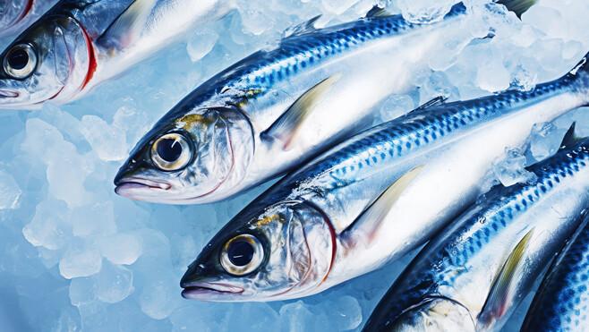 Maquereau : un quota de cinq prises par jour pour les pêcheurs amateurs