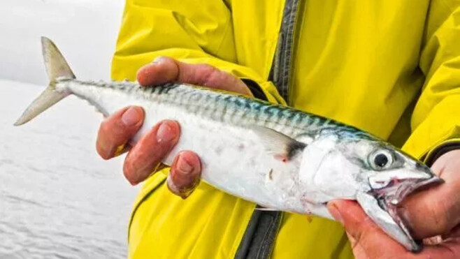 Quotas de maquereaux : 17 députés interpellent la ministre de la Mer