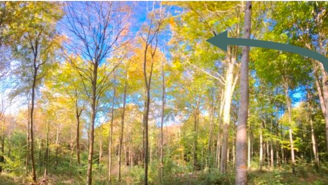 Hesdin-la-Forêt : 2 hectares de hêtres coupés à cause du réchauffement climatique