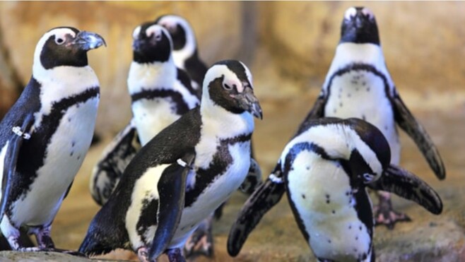 Nausicaá : 13 des 24 manchots du Cap ont quitté Boulogne sur mer pour un aquarium de La Palmyre... 