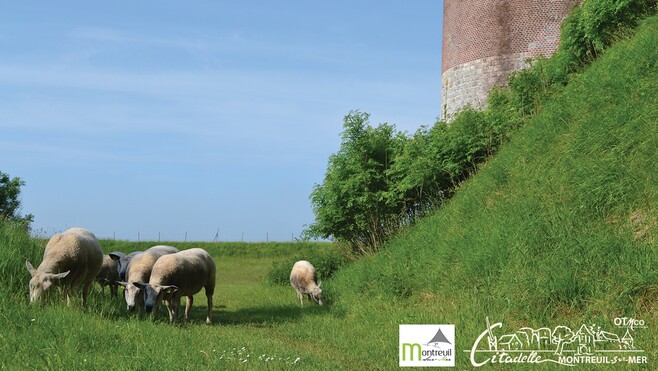 Montreuil-sur-mer : 9 moutons débarquent à la Citadelle ce samedi