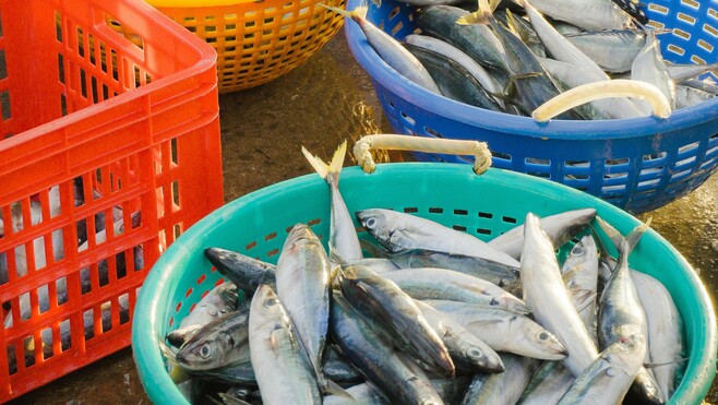 Côte d'Opale: bonne nouvelle pour les pêcheurs de loisir, le nombre de maquereaux et de bars autorisés en hausse