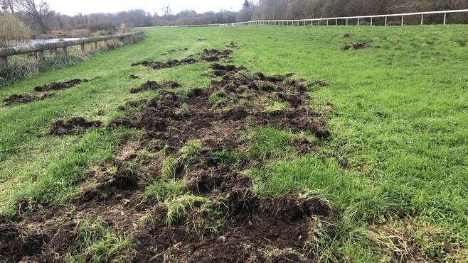 Des sangliers retardent la réouverture de l’hippodrome d’Abbeville Baie de Somme