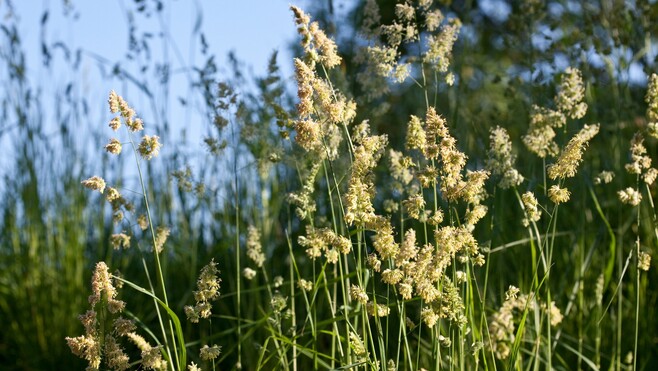 Hauts-de-France : alerte rouge aux pollens de graminées, les allergiques appelés à redoubler de vigilance