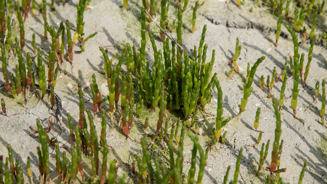 Salicorne : la cueillette est de nouveau autorisée en Baie de Somme et sur la Côte d’Opale, mais sous conditions