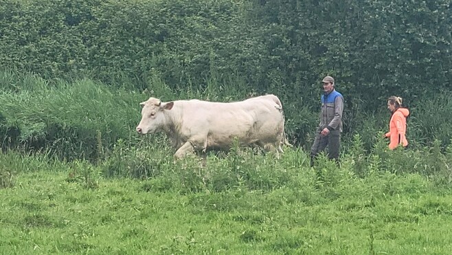 Bréxent-Enocq : une vache tombe dans la Canche