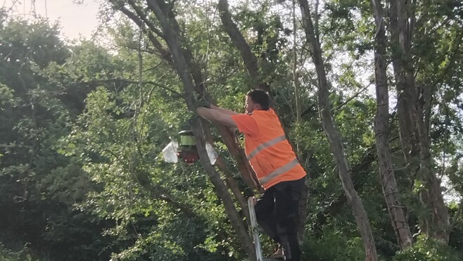 Coulogne installe des pièges contre les frelons asiatiques pour protéger habitants et apiculteurs