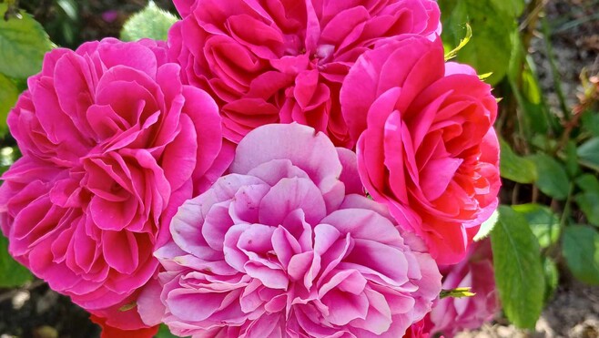 Ardres : le concours de la Plus Belle Rose revient ce dimanche