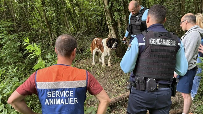 RETY : abandonné et attaché à un arbre dans un bois, un Saint-Bernard sauvé in extremis